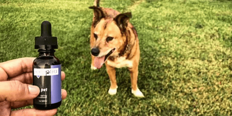 benefits of CBD oil for dogs