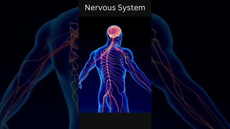 Fun Facts About the Nervous System and Their Functions