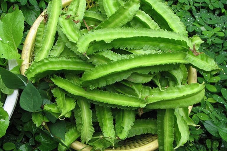 Shevga Powder Benefits and Side Effects