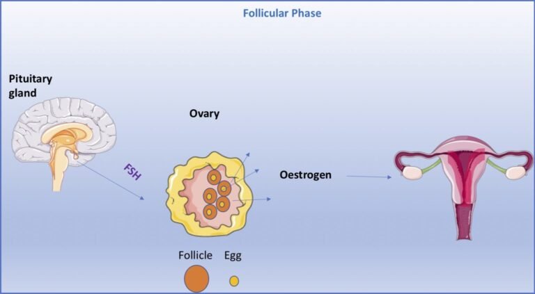 7 Scientific Reasons For Follicular Phase Symptoms Every Woman Should Know in 2026