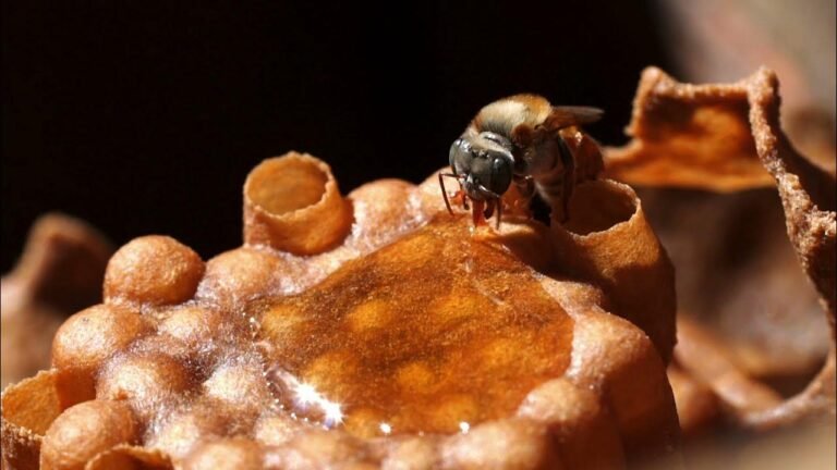 Melipona honey in a glass jar with stingless bees and natural honey pots