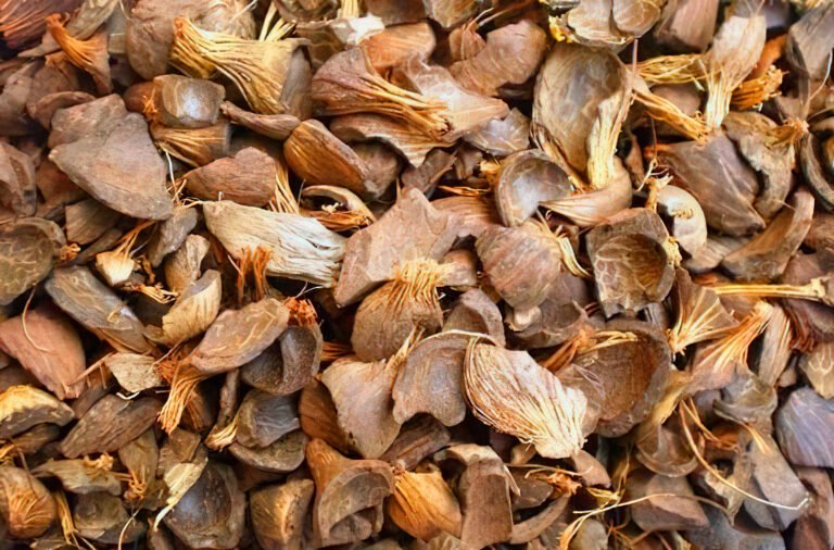 Palm kernel shell used for biomass fuel and industrial applications
